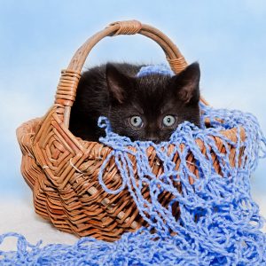 Chatons mignons